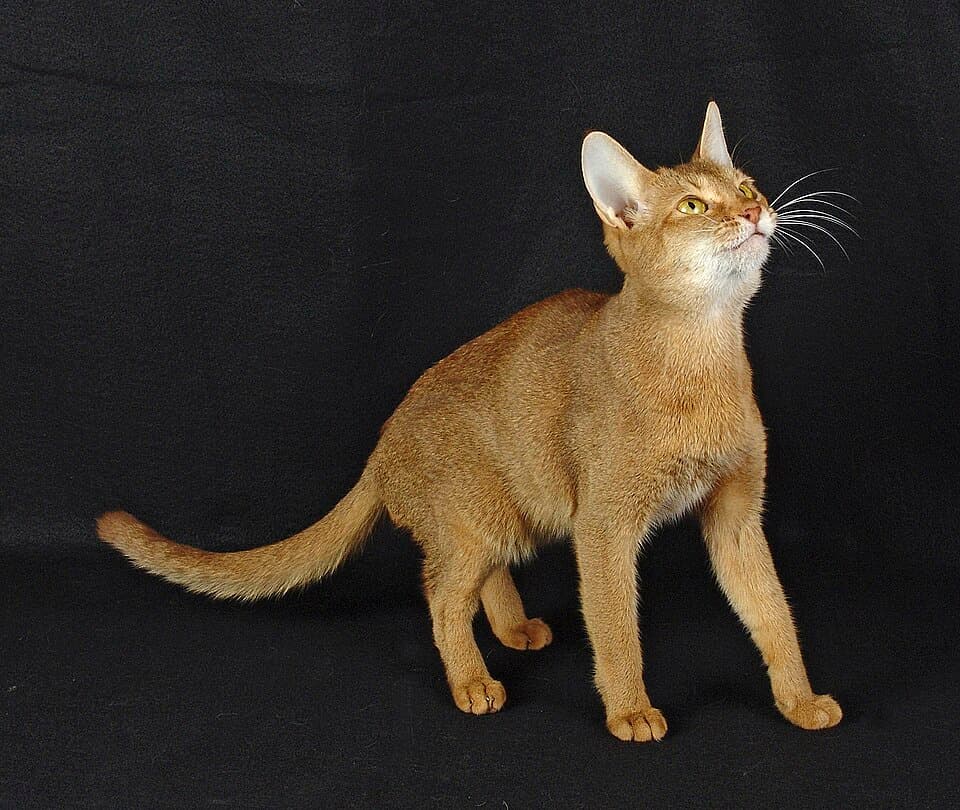 Pet photo suitable for a sticker or keepsake